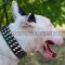 English Bull Terrier Collar With Shiny Nickel Plates NEW DESIGN!