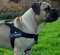 Strong Nylon Dog Harness for Boerboel Walking and Training, Non Pull