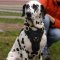 Dalmatian Harness for Dog Comfort | Leather Dog Harness