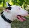 English Bull Terrier Collar Spiked Nylon Strong Brave Design