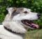 Quality Leather Dog Collar for Alaskan Husky Style and Comfort
