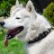Designer Dog Collar for Husky and other Medium and Large Dogs