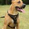Leather Dog Harness for Pitbull Tracking Walking UK
