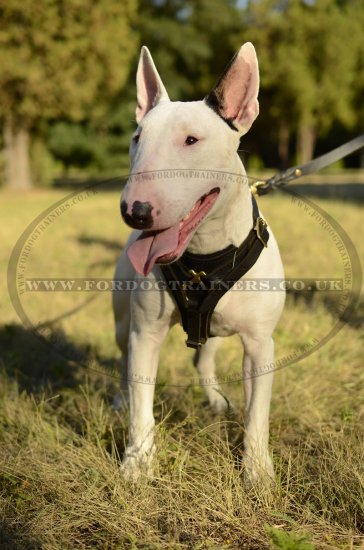 Bull Terrier Leather Dog Harness | Leather Dog Harness for Dogs