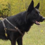 Leather German Shepherd Pulling Harness for Dogs Sport & Walking