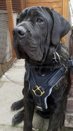 Padded Dog Harness for Cane Corso | Large Dog Harness UK