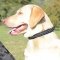 Braided Leather Dog Collar for Labrador | Braided Dog Collar