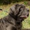 Mastiff Collars: Perfect Choice for Dog Walking and Training!