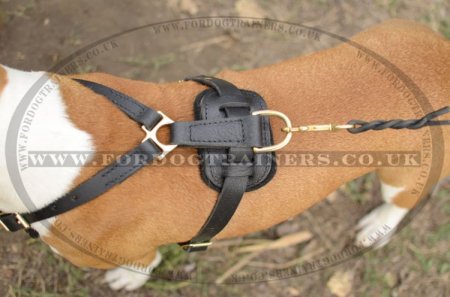 Padded Leather Dog Harness for Comfort and Style of Your Staffy!