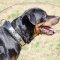 Large Dog Collar for Strong Dogs Like Rottweiler