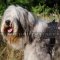 South Russian Shepherd Harness for Dog | Nylon Harness