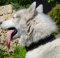 Soft Dog Collar for Husky | Leather Dog Collar Nappa Padded