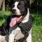 Staffordshire Bull Terrier Harness Studded | Staffy Harness UK