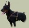 Doberman Harness for Pulling and Tracking | Leather Dog Harness