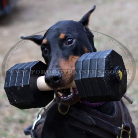 Big Agility Dumbbells for Dog Training with Plastic Disks 2kg