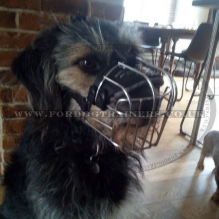 Wire Basket Muzzles for Small Dogs of Top Quality