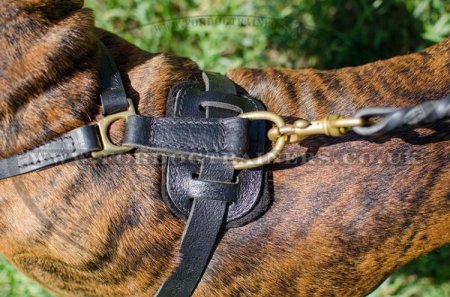 Boxer Harness UK Bestseller | Handcrafted Padded Leather Harness
