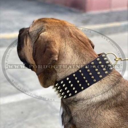 Large Dog Collars with Spikes for Mastiffs | Spiked Dog Collars