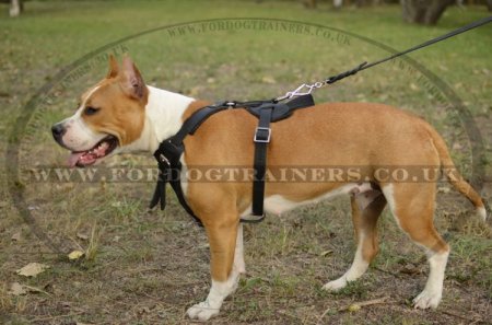 Dog Training Staffy Harness, Genuine Leather