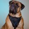 The Best Choice of Leather Dog Harness for Bullmastiff Training!