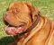 Dogue de Bardeaux Collar | Dogo De Bordeux Collar Braided UK
