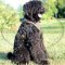 Dog Harness for Black Russian Terrier for sale