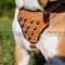 Small Dog Harness Spiked Design | Beagle Harness with Studs