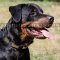 Bestseller Dog Collar for Rottweiler Daily Walking!