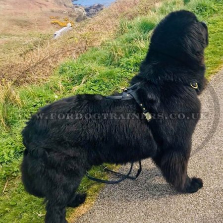 Large Leather Dog Harness UK Bestseller K9 Padded