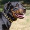 Designer Leather Dog Collars for Rottweilers, Strong and Soft