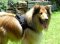 Nylon Dog Harness for Collie | Collie Harness UK Bestseller