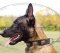 Belgian Malinois Collars for Dogs with Nickel Plates