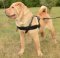Shar Pei Harness for Dog Walking | Dog Harness for Sharpei Dogs