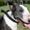 Choke Dog Collar for Bullterrier Dog Training