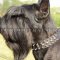Dog Leather Collars Spiked and Studded for Middle and Large Dogs