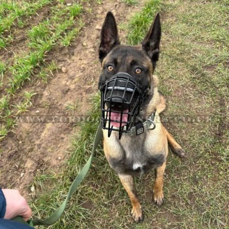 Malinois Dog Muzzle Basket Covered with Black Ruber