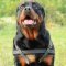 Weight Pullining Dog Harness for Rottweiler | Large Dog Harness