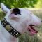 Collar for English Bull Terrier | Bullterrier Collar New Style