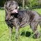 Neapolitan Mastiff Dog Harness | Large Dog Harness with Handle
