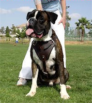 Protection/Attack Leather Dog Harness H1for Boxer Protection/Attack Leather Dog Harness H1for Boxer