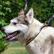 NEW Fashion Dog Collars for Alaskan Husky
