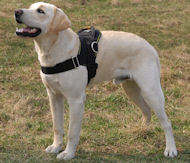 Labrador Nylon multi-purpose harness for dog H6
