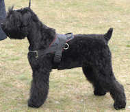 Black Terrierr Nylon multi-purpose dog harness K9