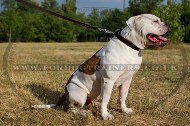 Classic Leather Dog Collar For American Bulldog "Noble Pet" 1" Width