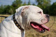 "Twice As Nice" Adorned Dog Collar For American Bulldog 1 In Width