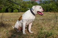 "Spiked Holiday Collar" Awesome Leather Dog Collar For American Bulldog