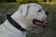 "Vivid Flash Of Lightning" High-Quality Leather Dog Collar For American Bully