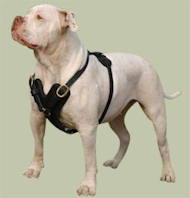 American Bulldog Harness | Handcrafted Padded Leather Harness UK