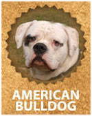 American Bulldog