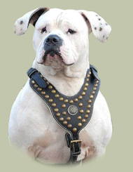 American Bulldog Royal Dog Studded Leather Harness American Bulldog Royal Dog Studded Leather Harness
